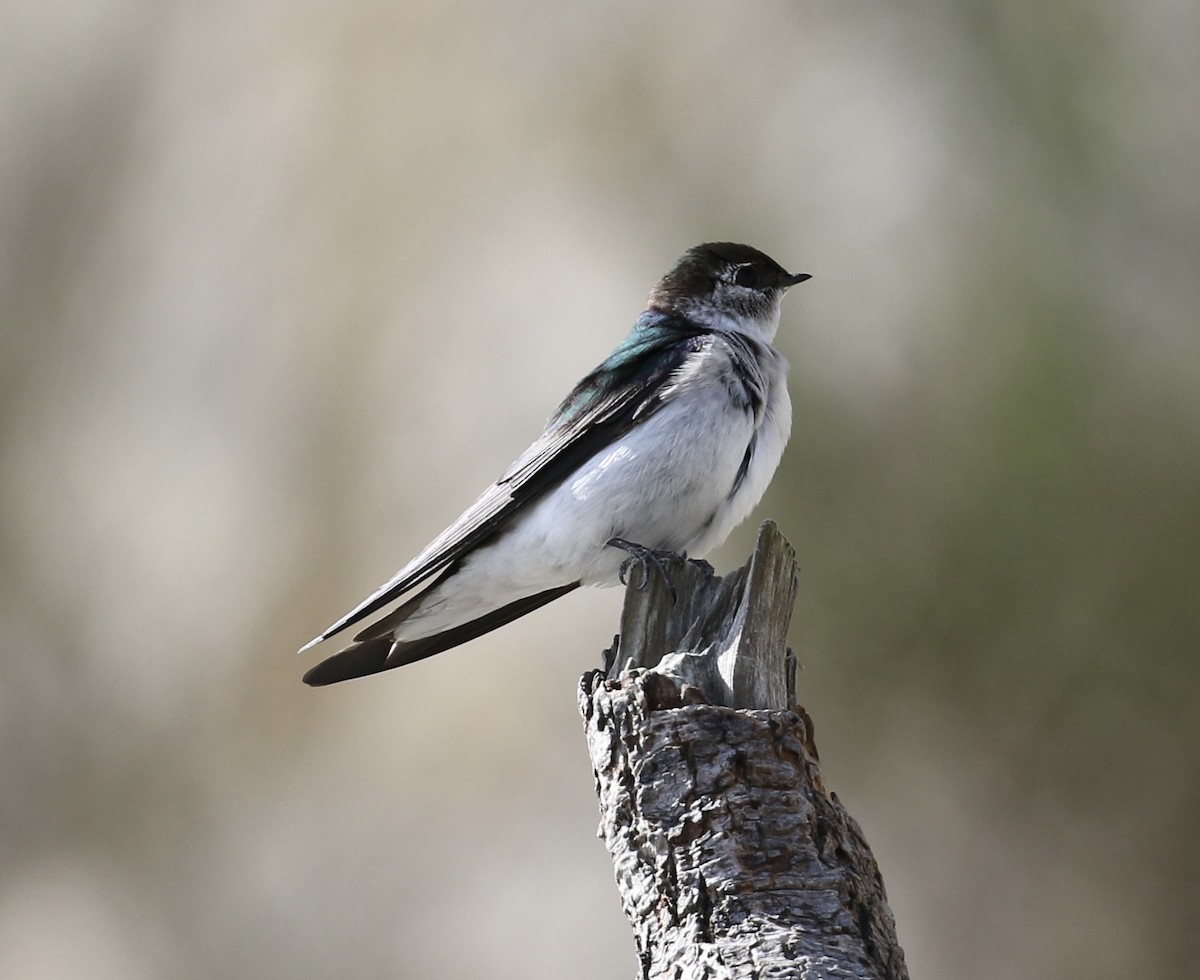 Violet-green Swallow - ML634205712