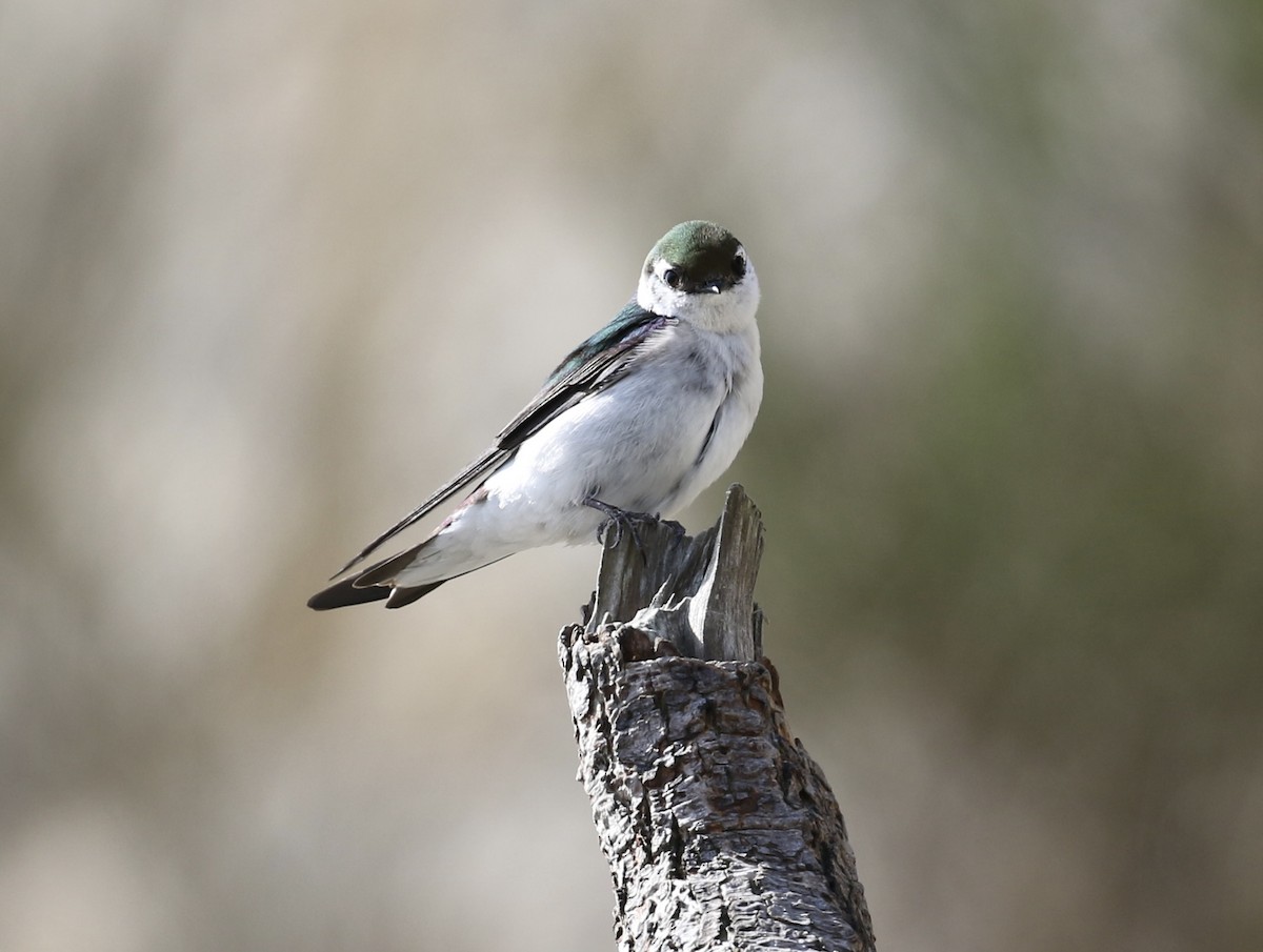 Violet-green Swallow - ML634205717