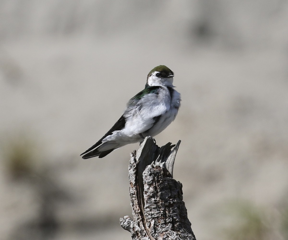 Violet-green Swallow - ML634205723