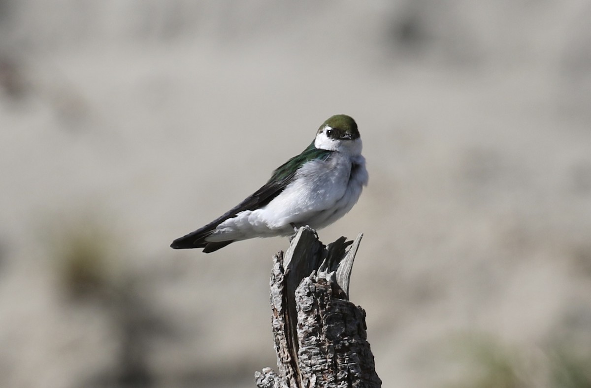 Violet-green Swallow - ML634205729