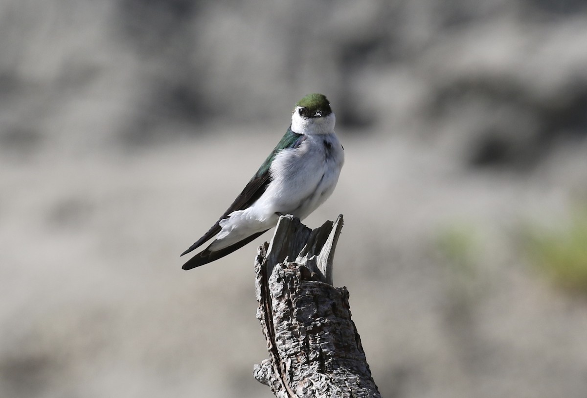 Violet-green Swallow - ML634205733
