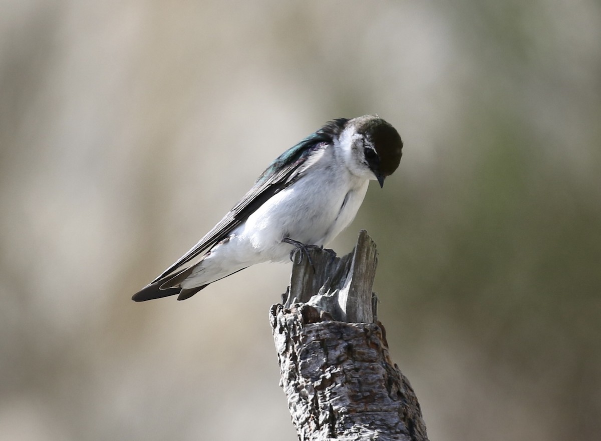 Violet-green Swallow - ML634205734