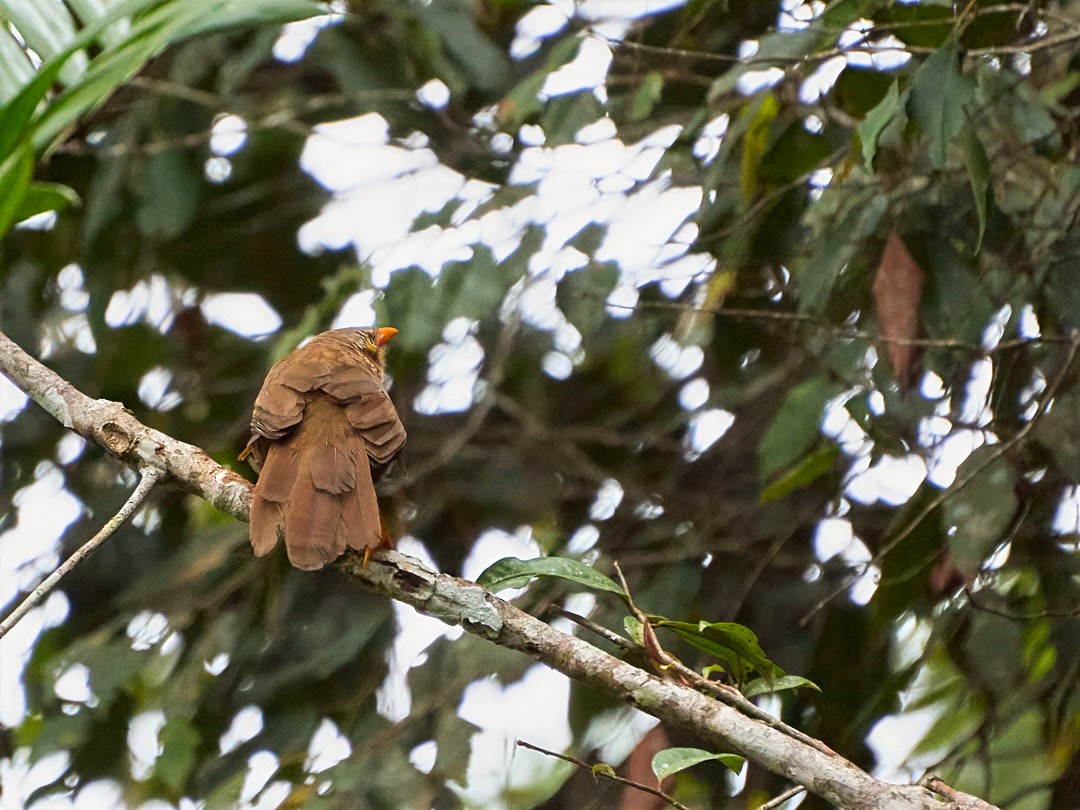 Orange-billed Babbler - ML634205809