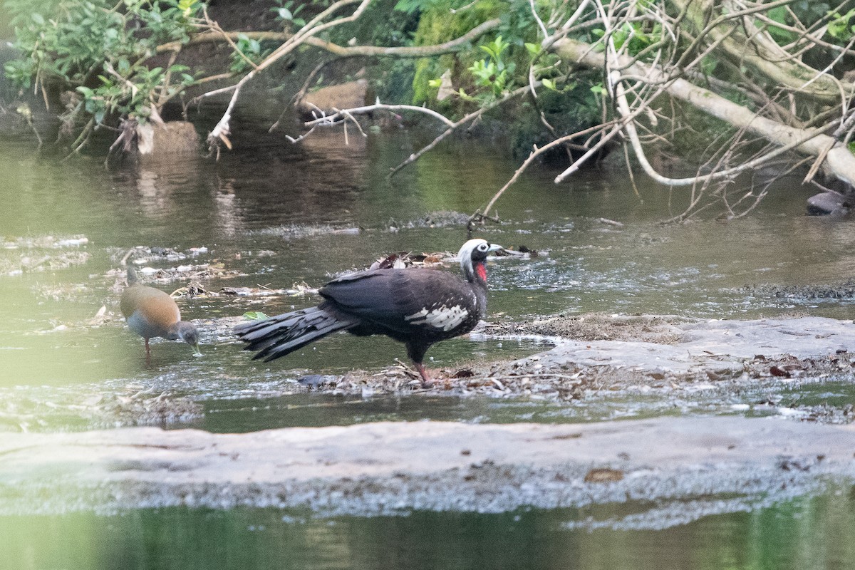 Black-fronted Piping-Guan - ML634205832