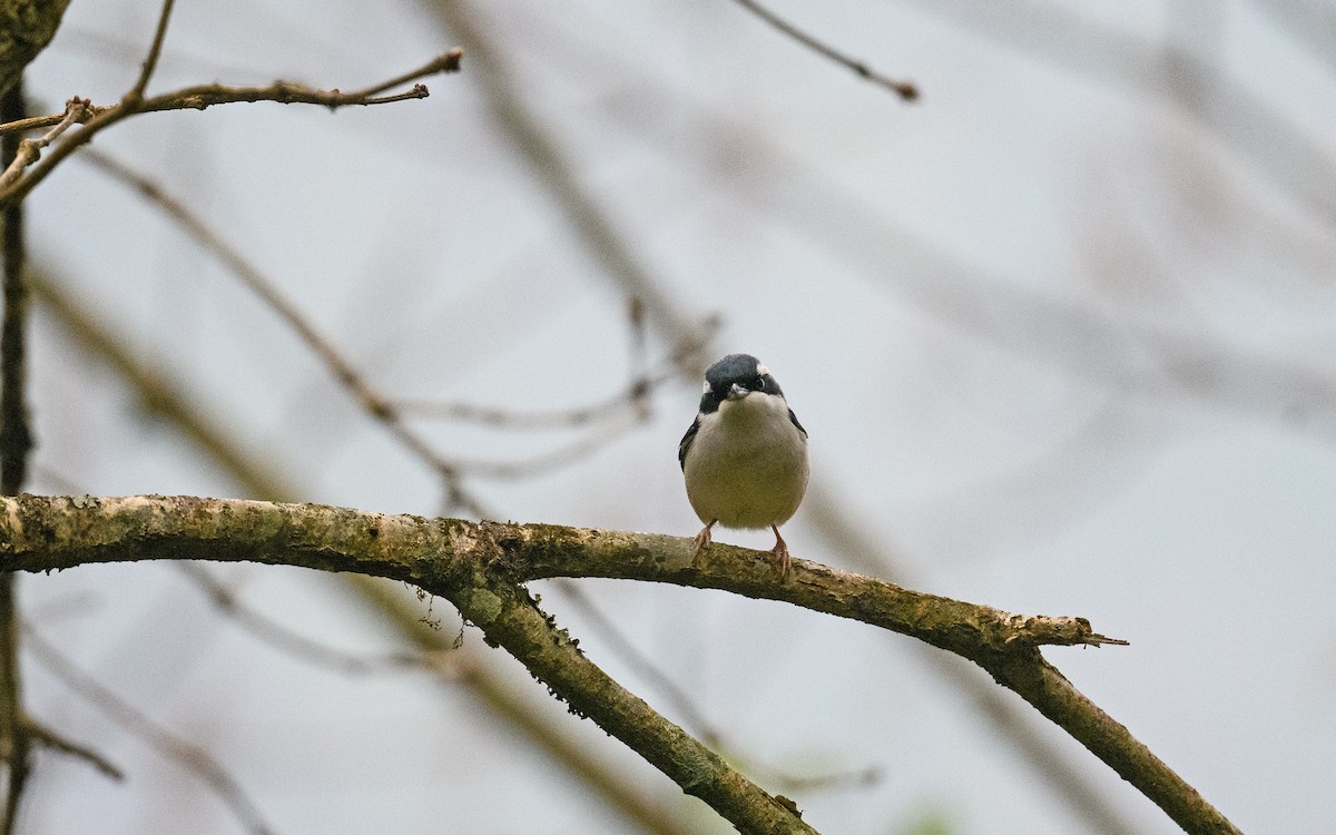 White-browed Shrike-Babbler (Chestnut-winged) - ML634205902