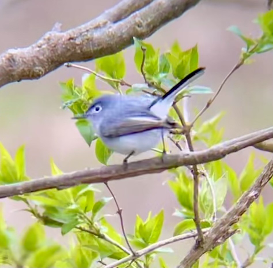 Blue-gray Gnatcatcher - ML634206188