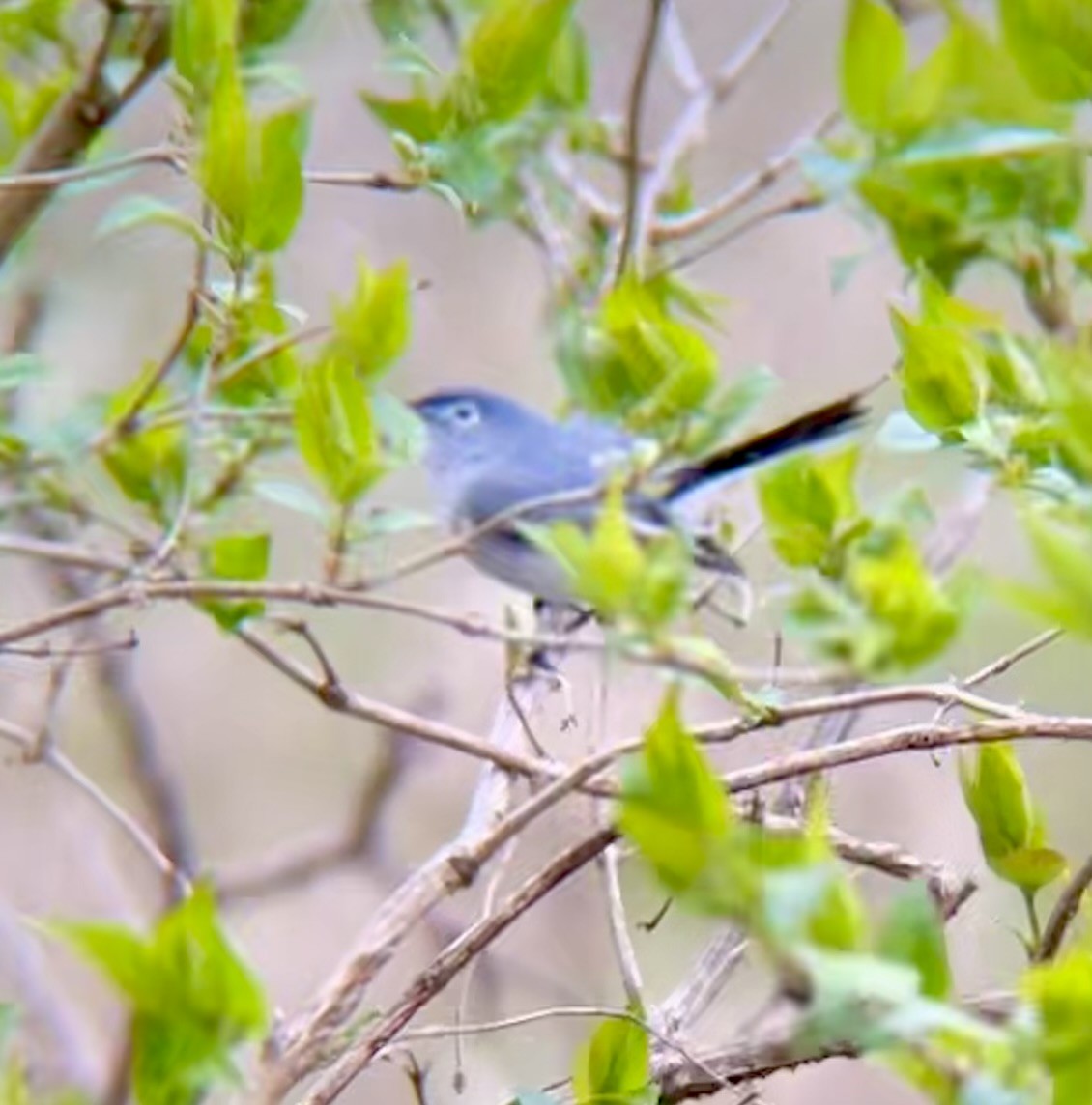 Blue-gray Gnatcatcher - ML634206189