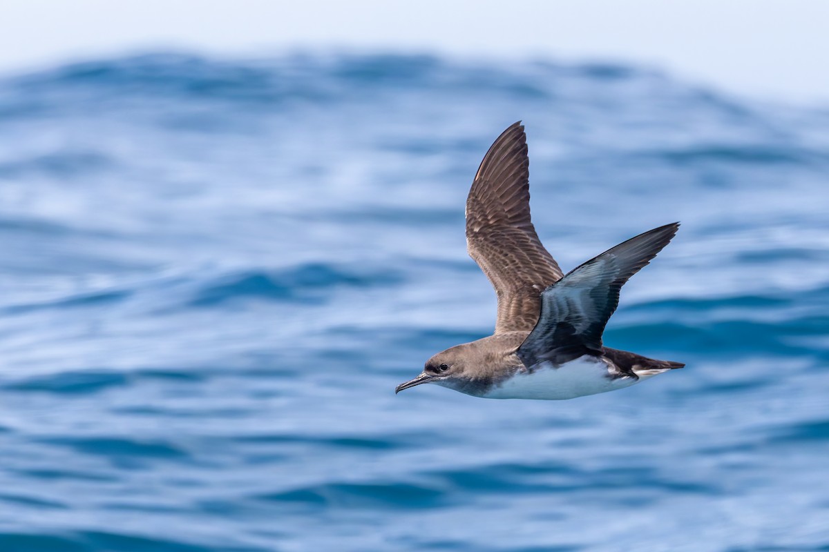 Hutton's Shearwater - ML634206250