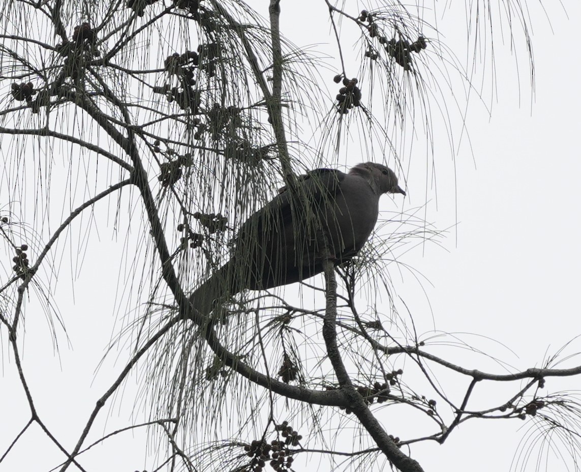 Dark-backed Imperial-Pigeon - ML634206305