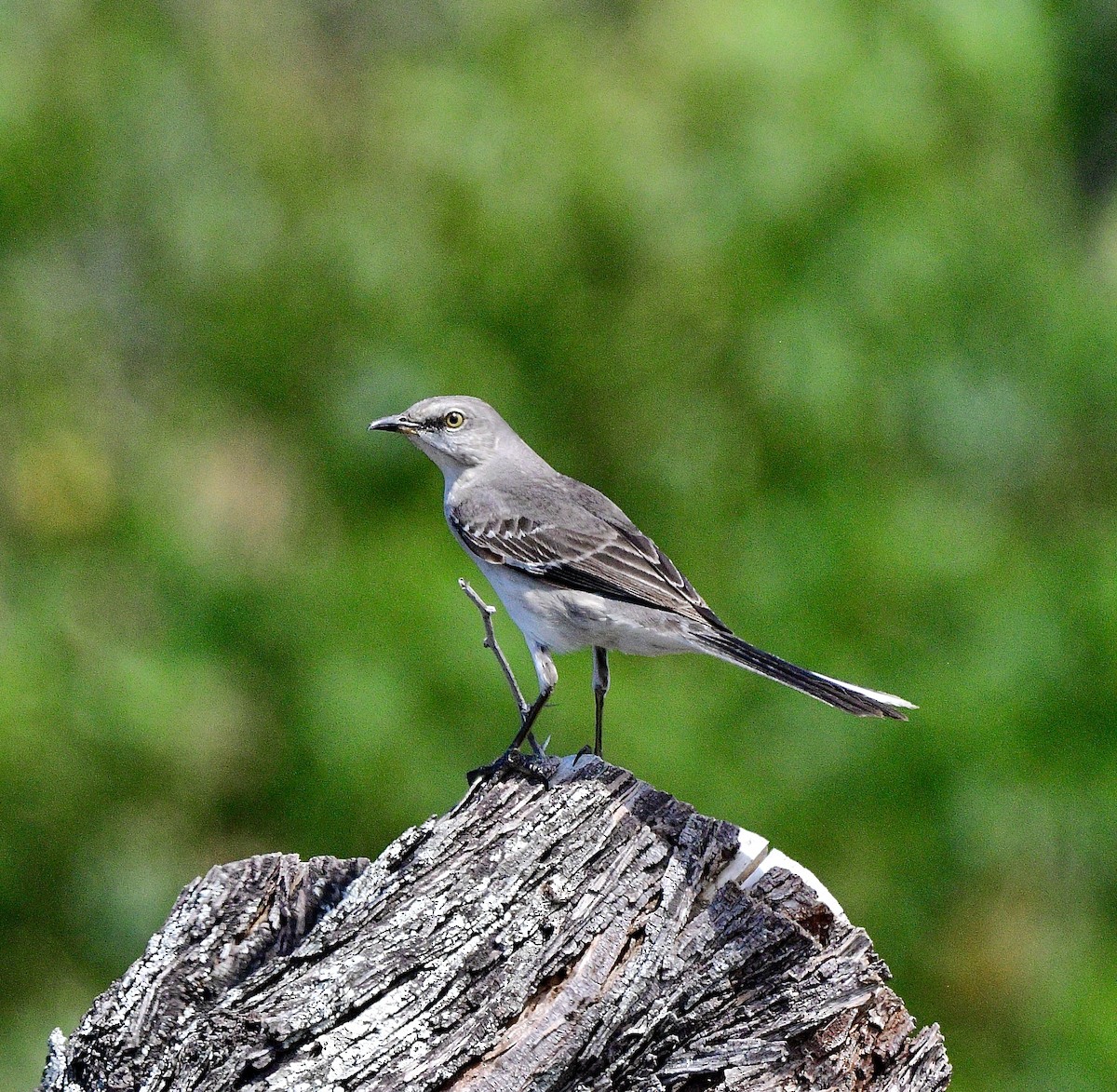 Northern Mockingbird - ML634206336