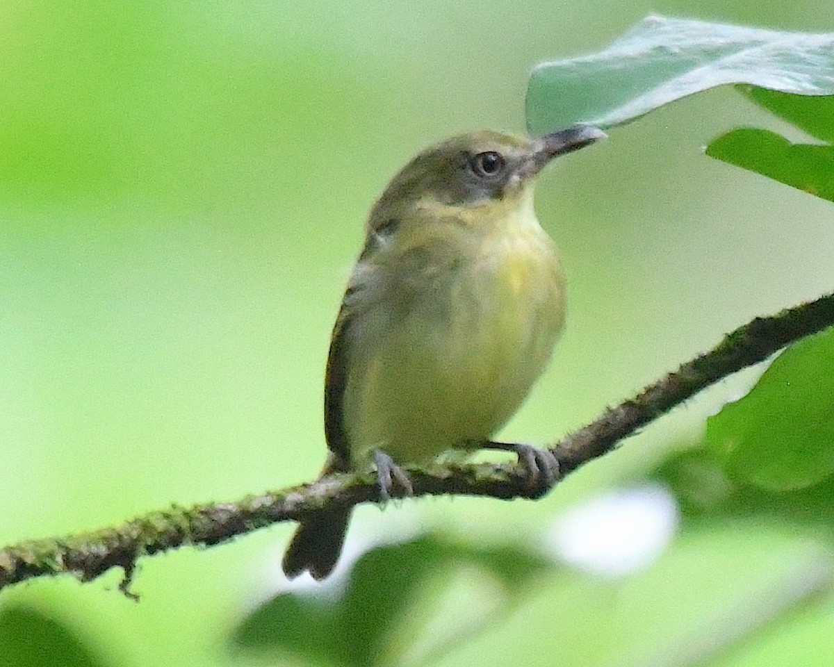 Southern Bentbill - ML634206351