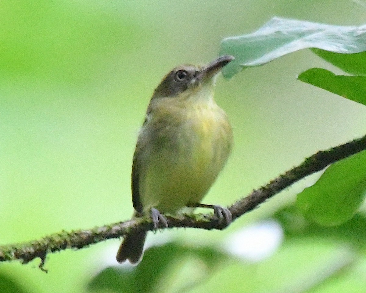 Southern Bentbill - ML634206398