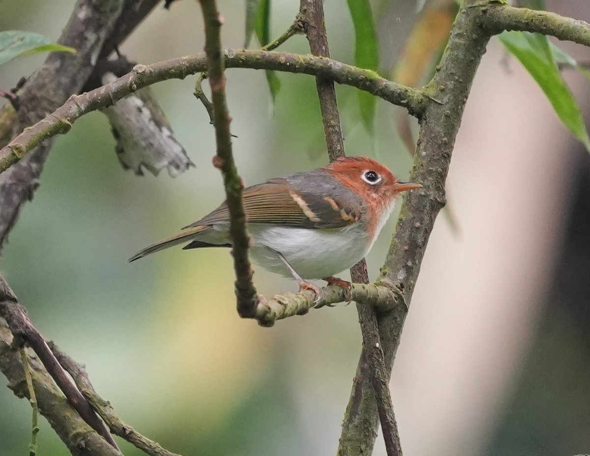 Sunda Warbler - ML634206410