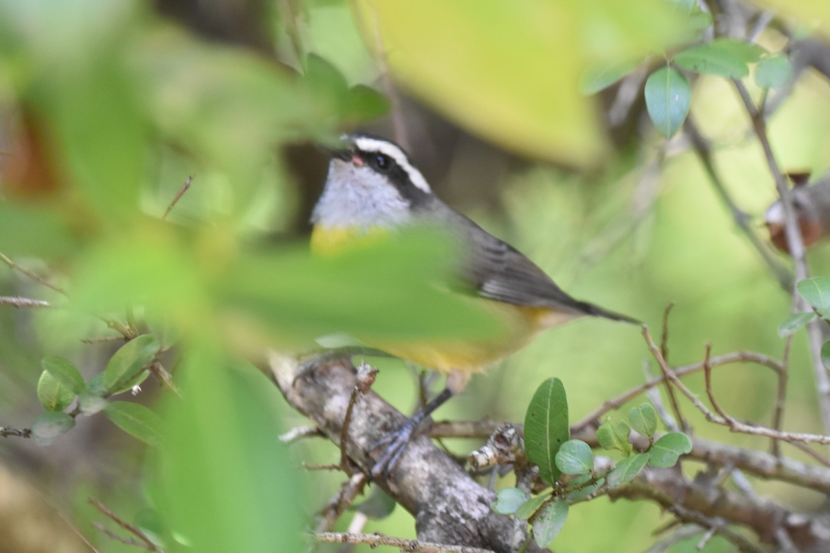 Bananaquit - ML634206431