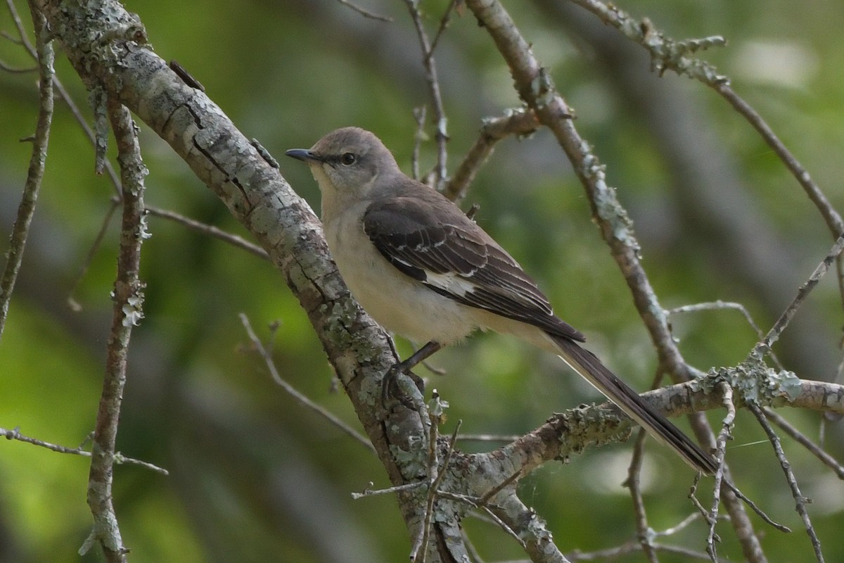 Northern Mockingbird - ML634206468