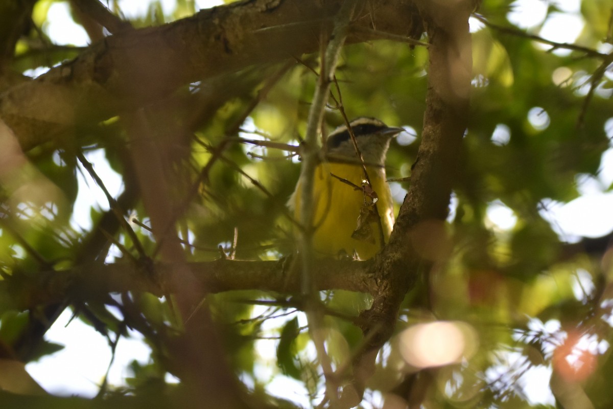 Bananaquit - ML634206480