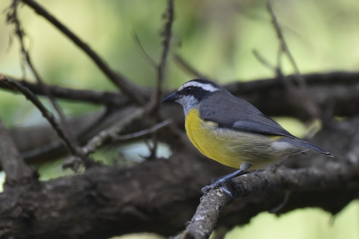 Bananaquit - ML634206499