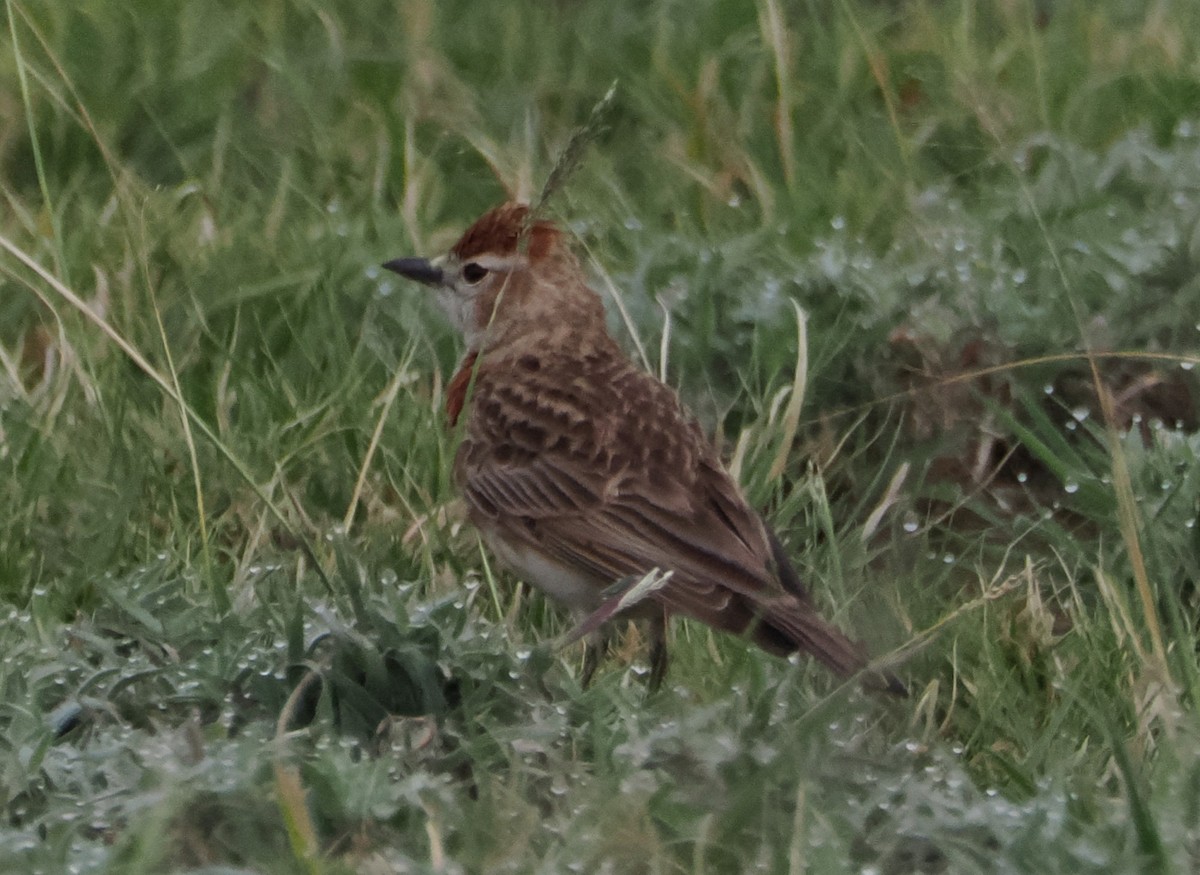 Red-capped Lark - ML634206586