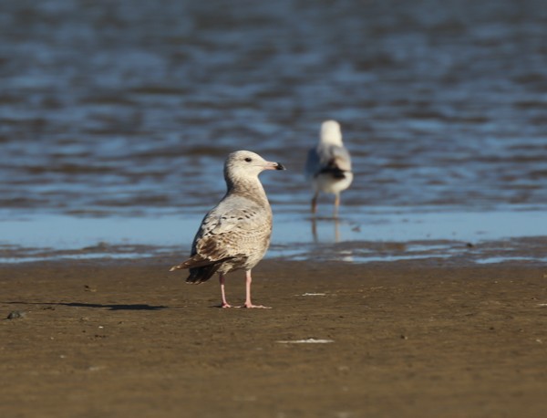 Gavina americana - ML634206662