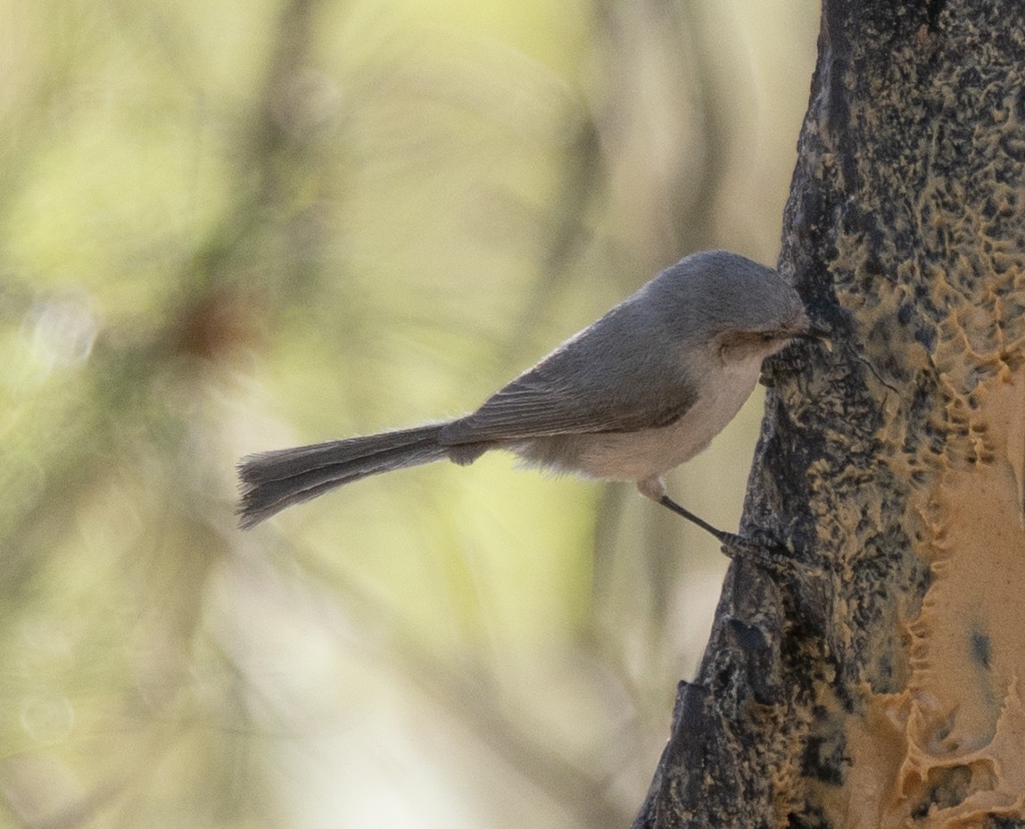 Bushtit - ML634206713