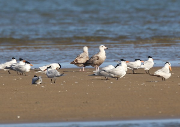 Gavina americana - ML634206979