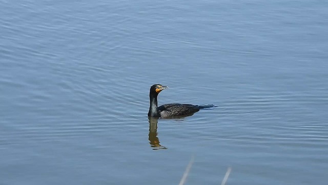 Cormorán Orejudo - ML634207032