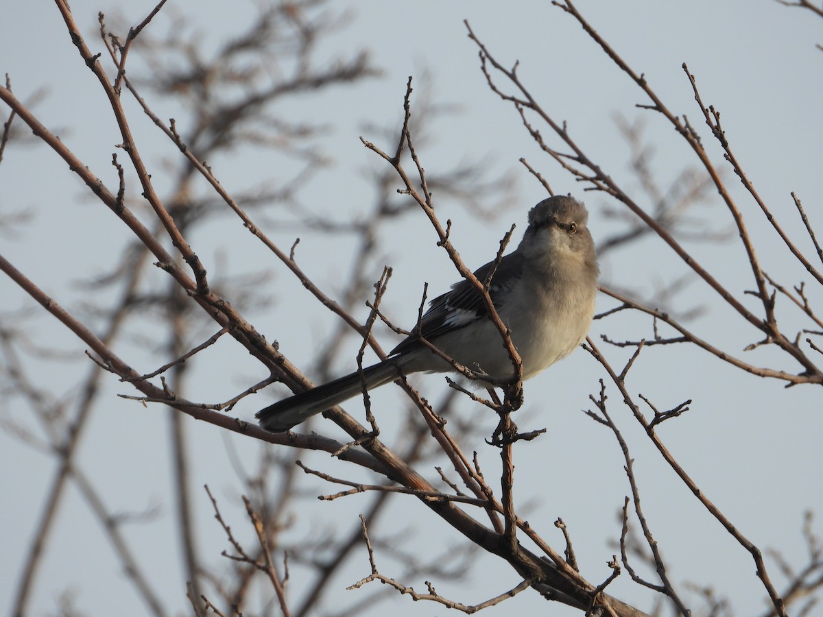 Northern Mockingbird - ML634207100