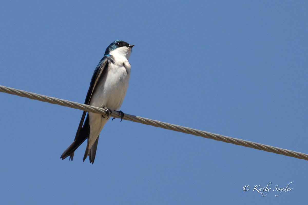Tree Swallow - ML634207104