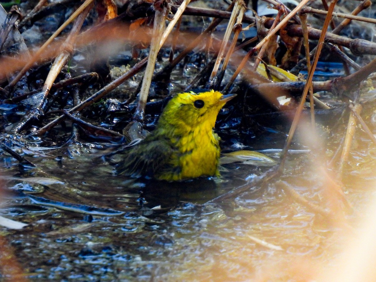 Wilson's Warbler - ML634207180