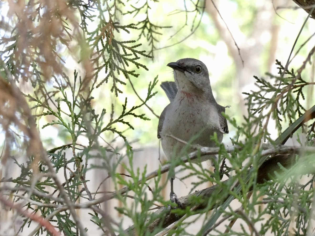Northern Mockingbird - ML634207260