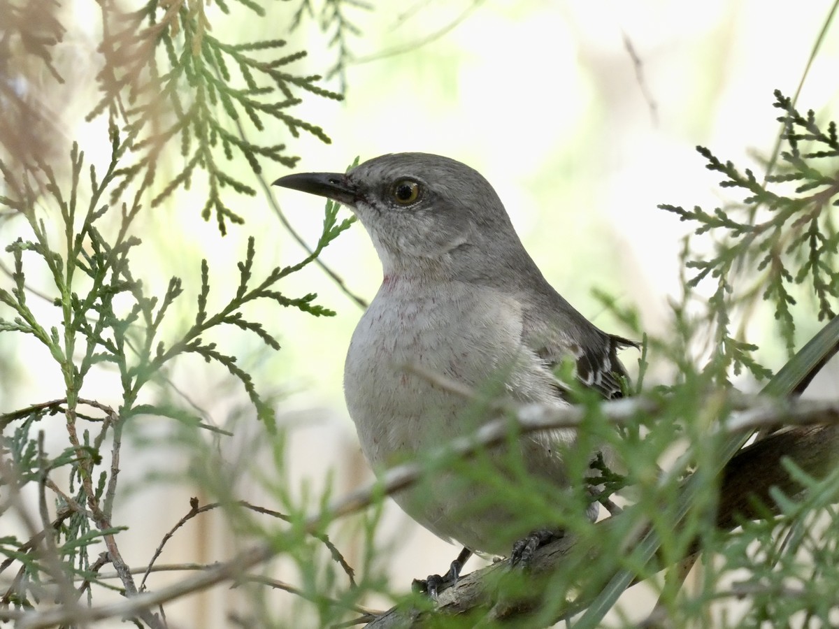 Northern Mockingbird - ML634207261
