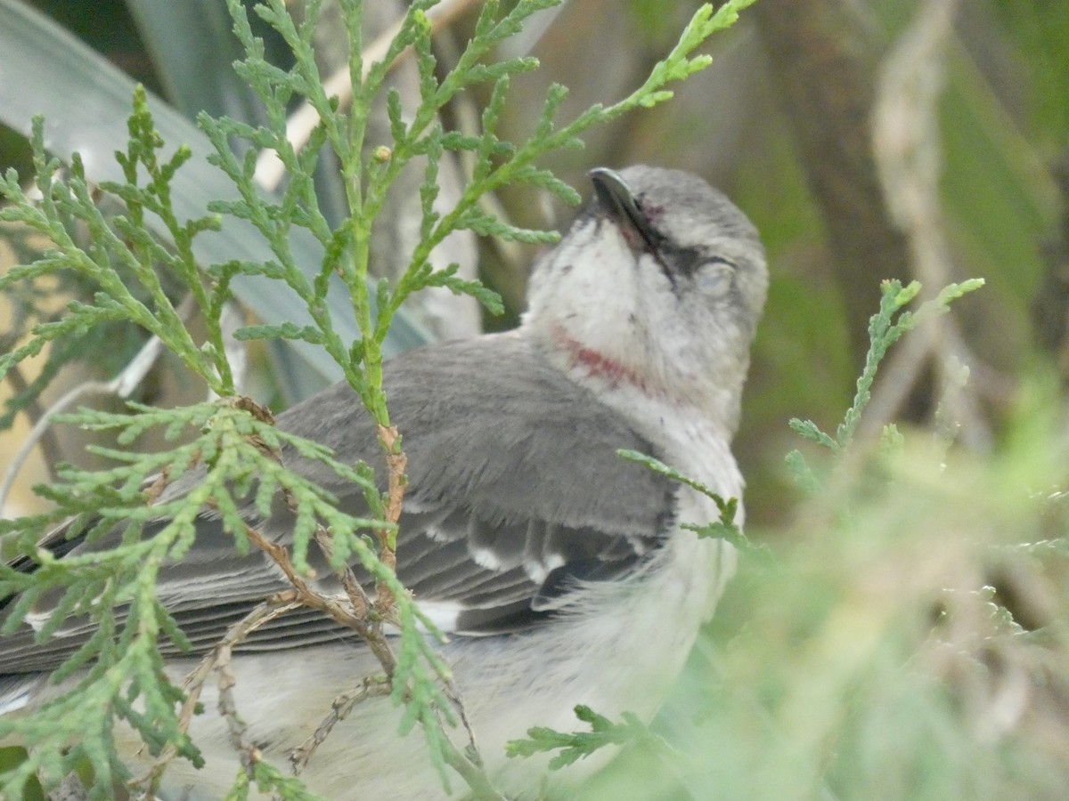 Northern Mockingbird - ML634207263