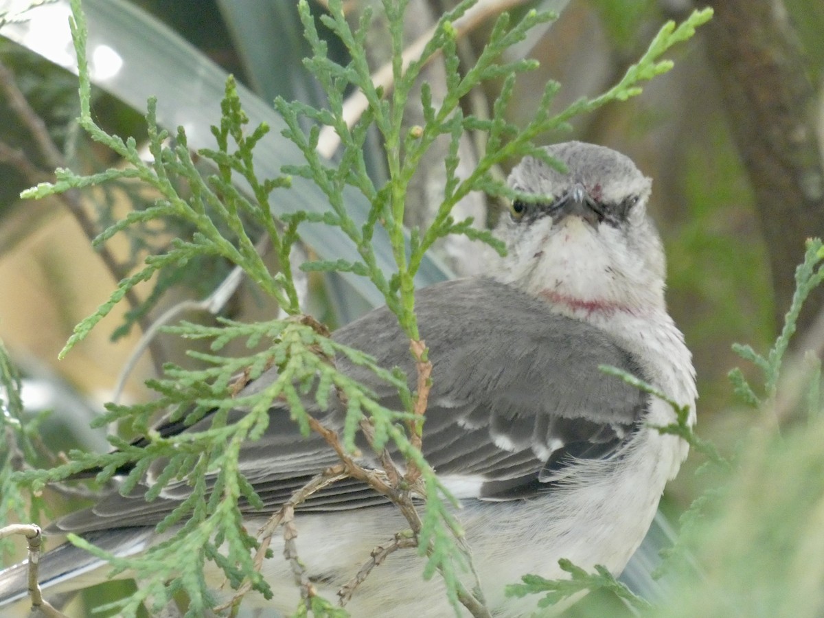 Northern Mockingbird - ML634207264