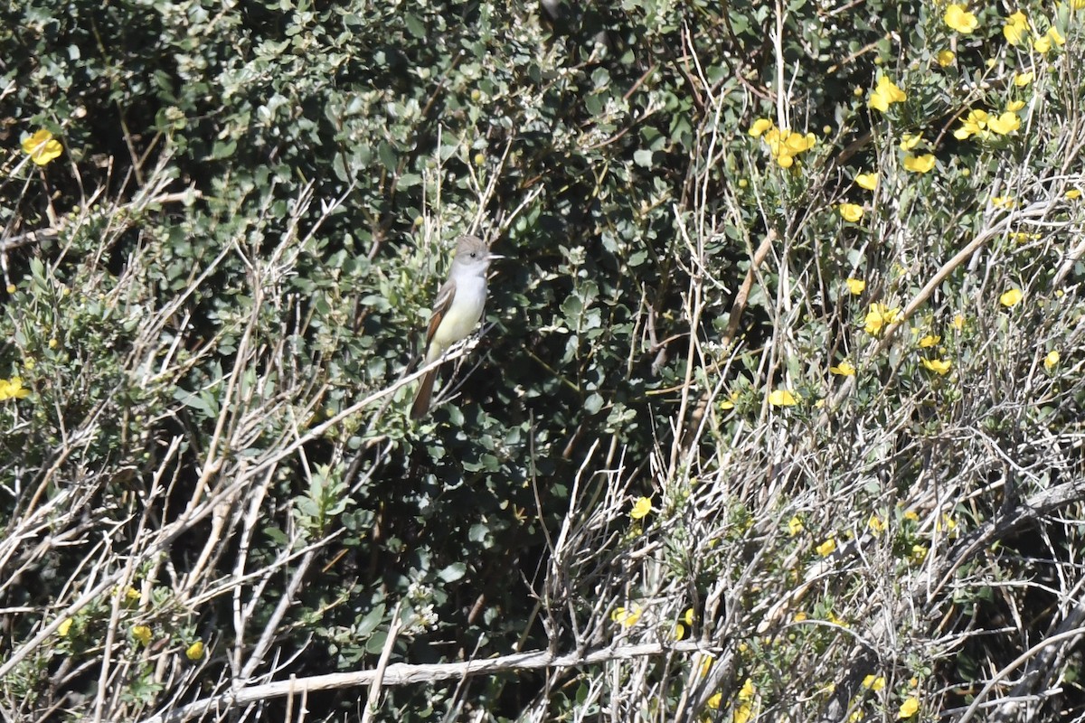 Ash-throated Flycatcher - ML634207265