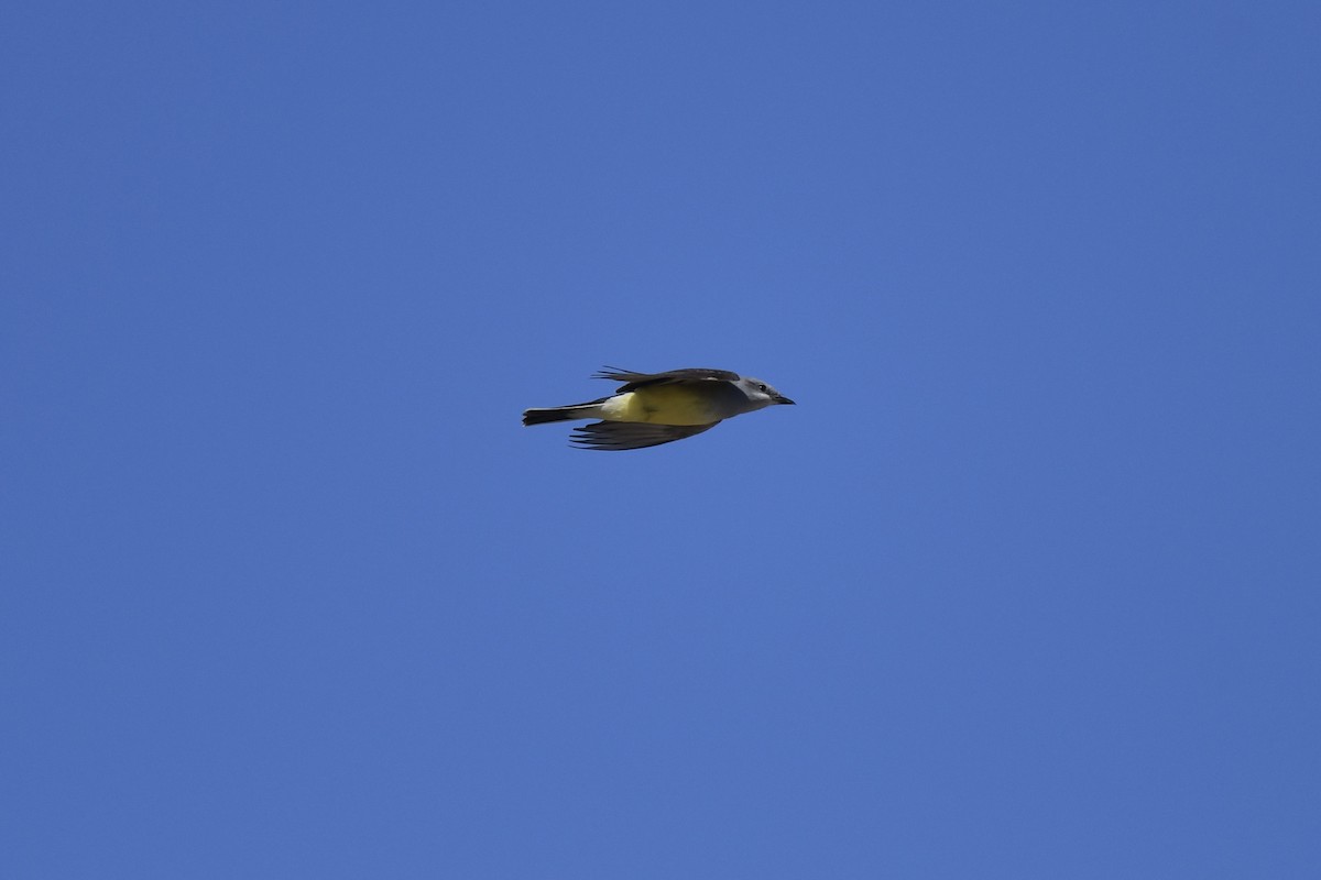Western Kingbird - ML634207282