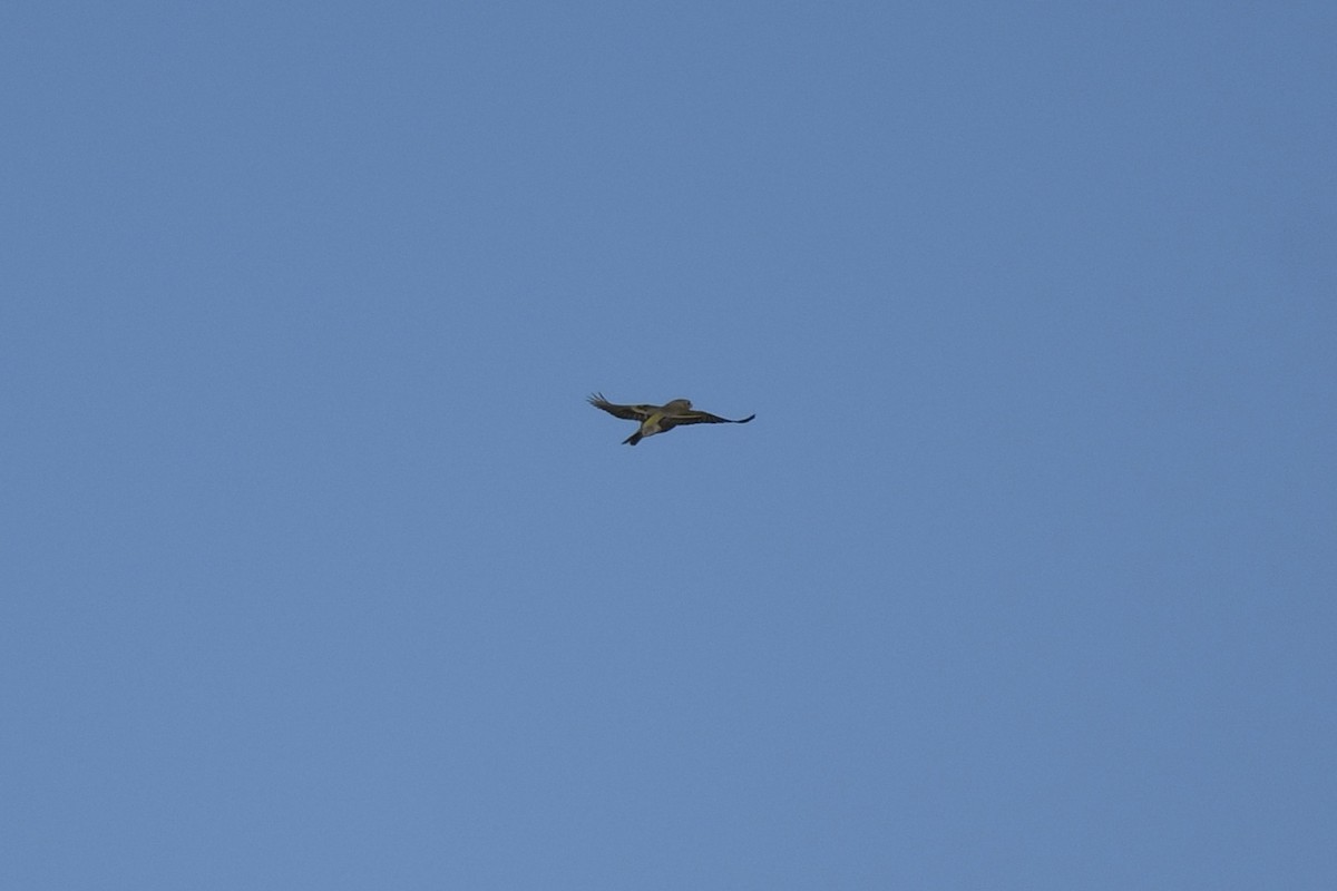 Lawrence's Goldfinch - ML634207303