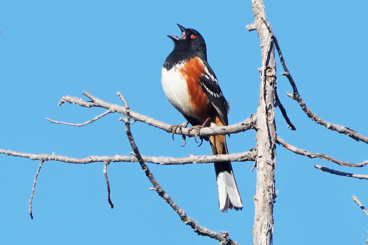 Spotted Towhee - ML634207307