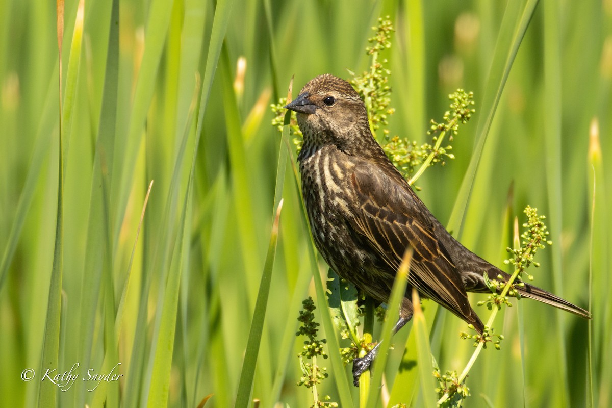 Red-winged Blackbird - ML634207343