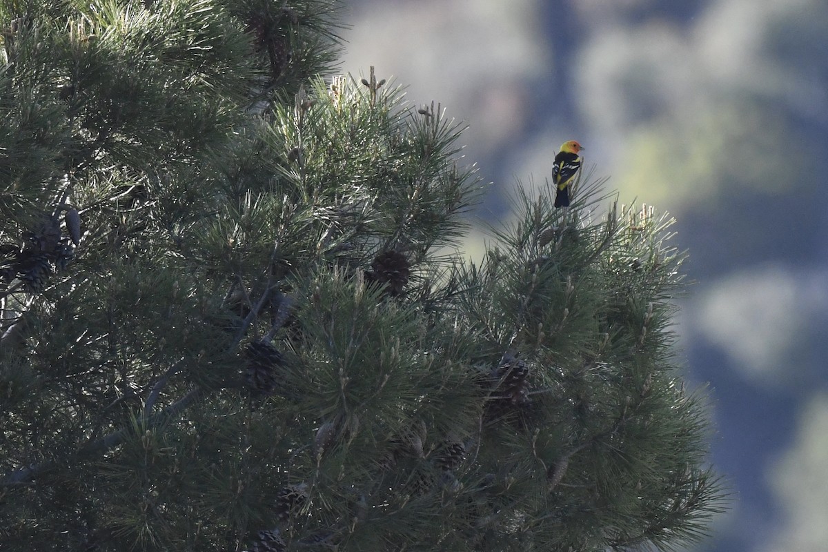 Western Tanager - ML634207385