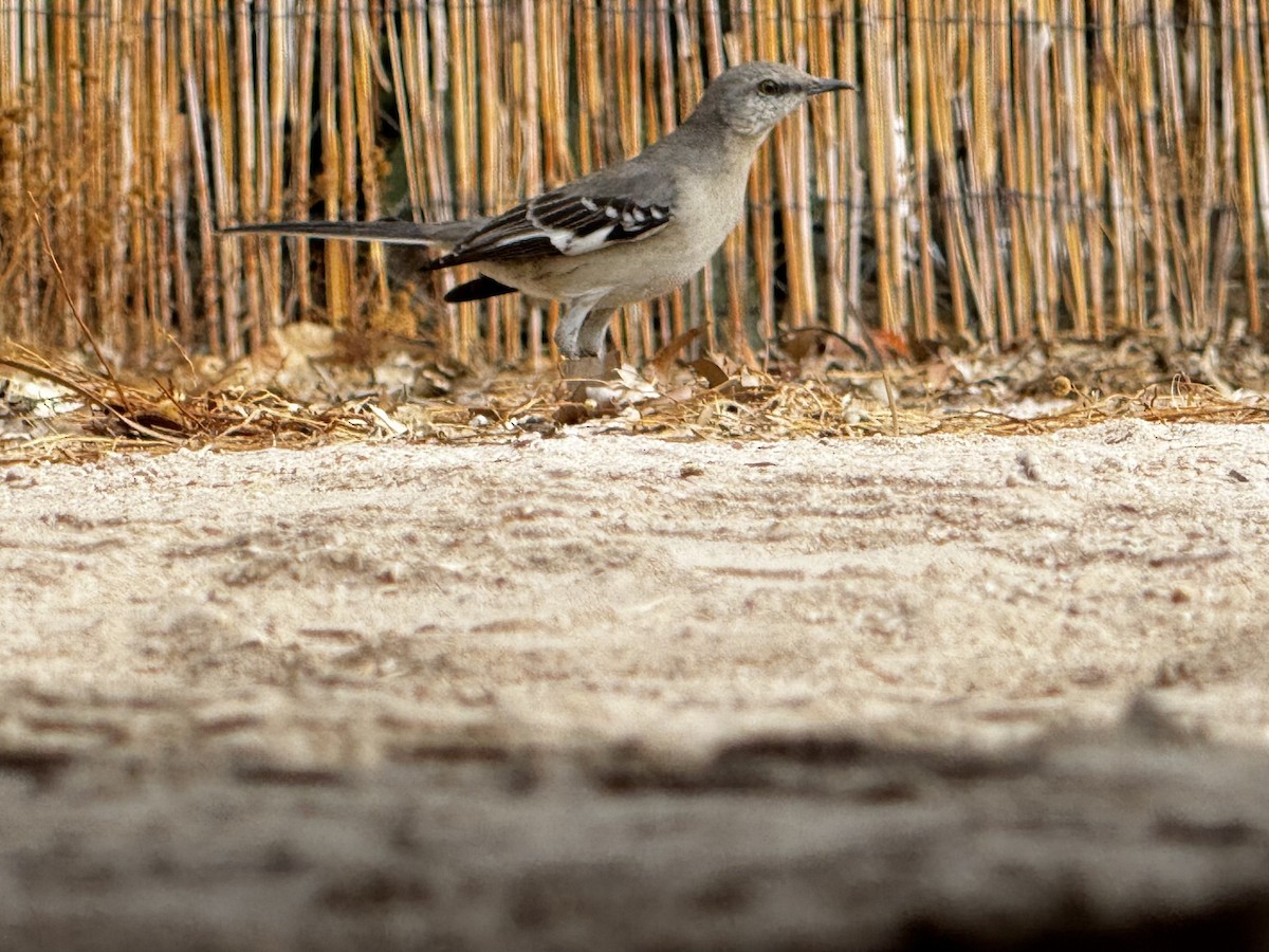Northern Mockingbird - ML634207400