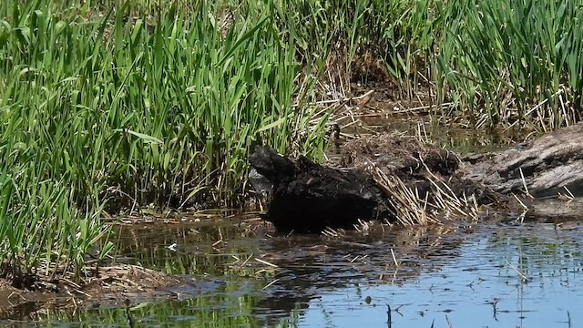 Lesser Yellowlegs - ML634207433