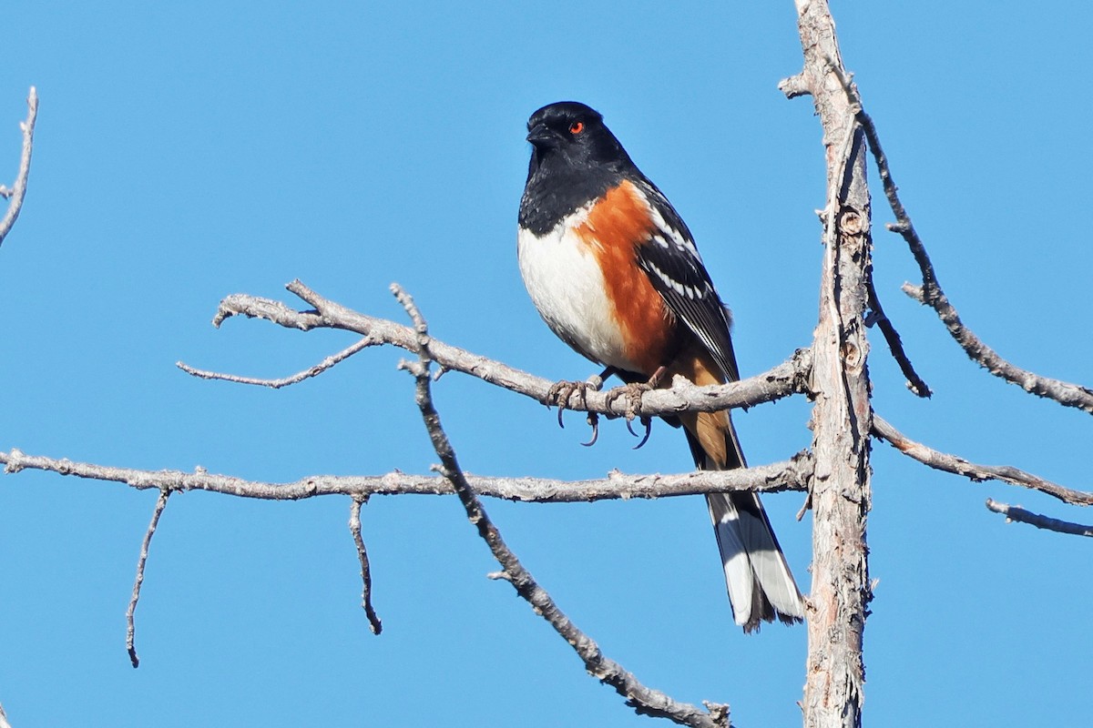Spotted Towhee - ML634207481