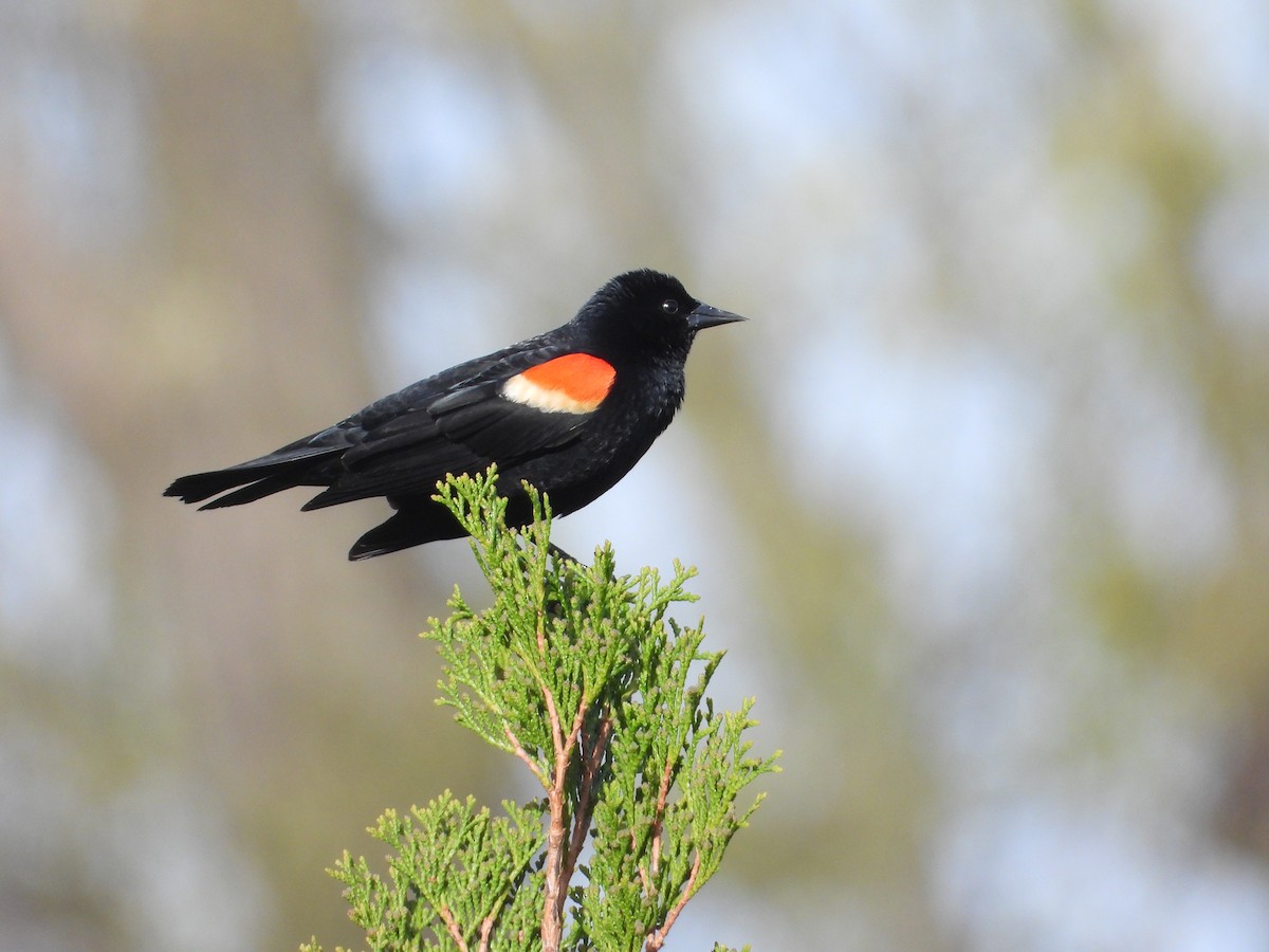 Red-winged Blackbird - ML634207497