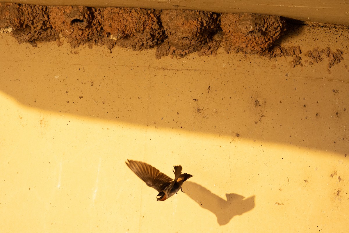 Cliff Swallow - ML634207738