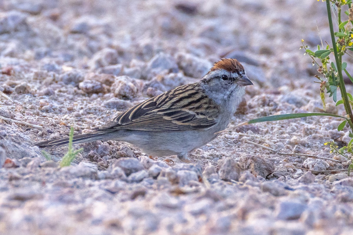 Chipping Sparrow - ML634207755