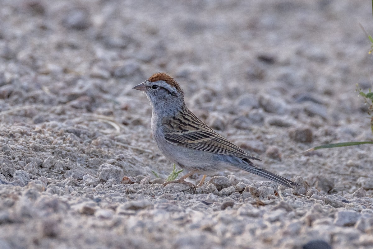 Chipping Sparrow - ML634207756