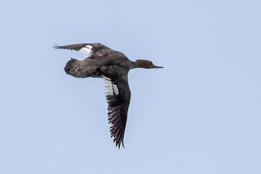Red-breasted Merganser - ML634207804