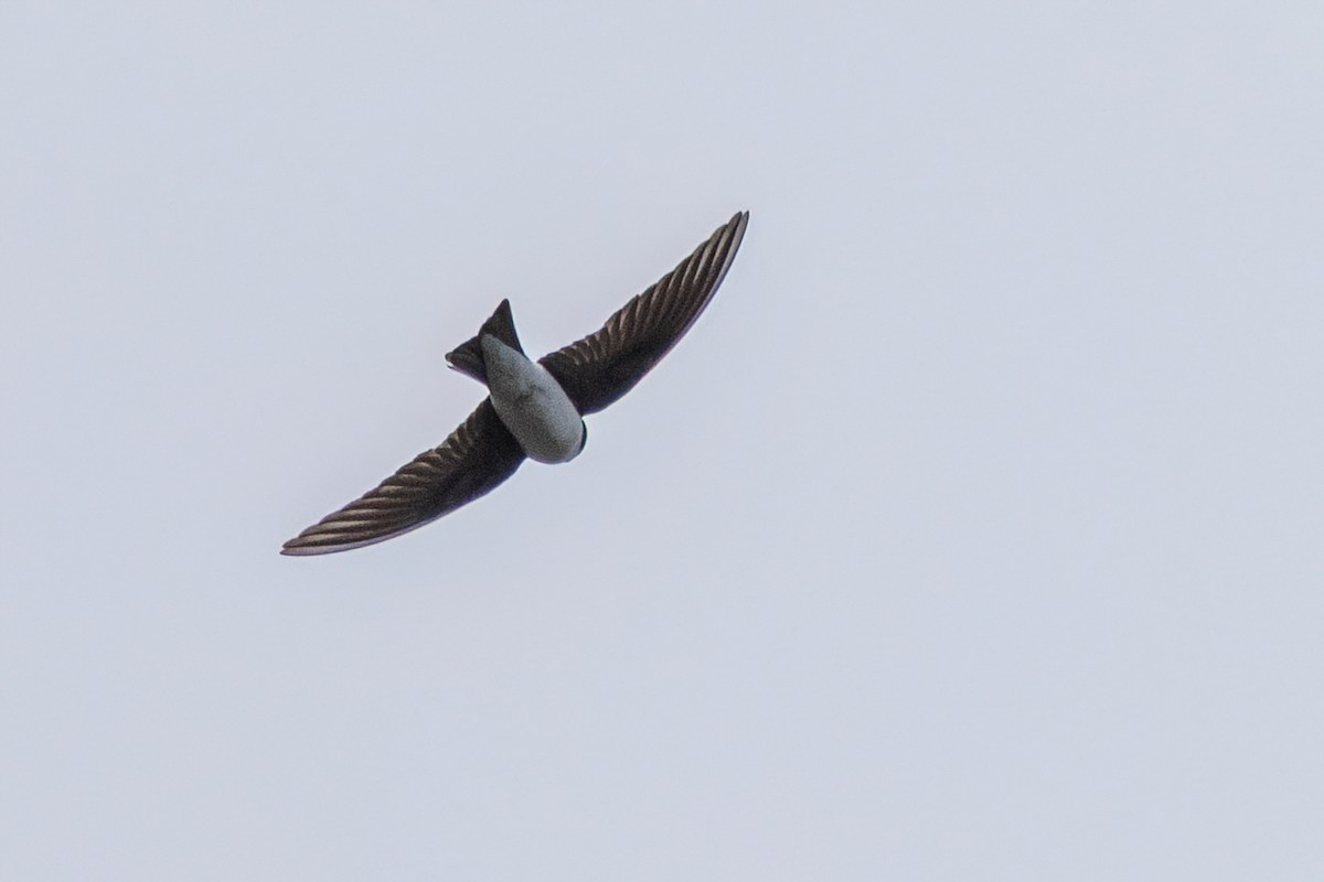Tree Swallow - ML634207816