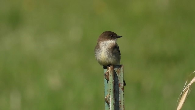Moucherolle phébi - ML634207828