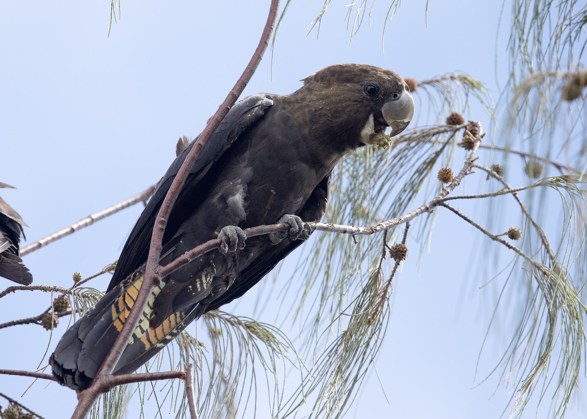 Parlak Siyah Kakadu - ML634207885